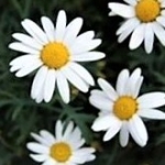里山の花