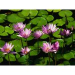 アドレナリンＥＳ