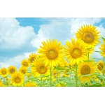 ひまわりの戦士