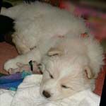 をかし、男ありけり