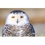 青色フクロウ＠メイドちょろゴン