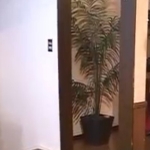 テキサス4(無期限停止)