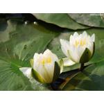 waterlily