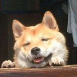 ポンデライオン