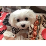 カピ バラ
