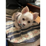 神戸のゆりりん