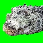 やきもちスクリュー