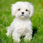 ﾐｯｷｰﾊﾟﾝﾁ