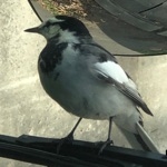 ゲストToshimasa.N