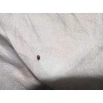 純愛を守りNTRを滅ぼす者