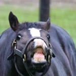 いすらぼにーた