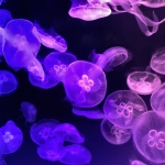 かがみゆめもち