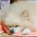 ぷんすわ（日記）