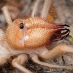 びちょびちょコンマ