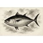 まぐろたべたい