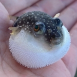 そらまめ