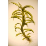 コケ山コケ次郎