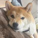 世界のYAMADA