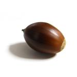 どんぐりの妖精