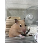 YomomoG1(よももぎ)