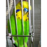 ペコタンのパパ