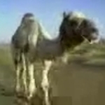 camelcamel