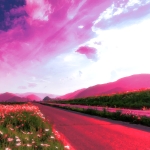 Magentalane