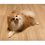 userPhoto