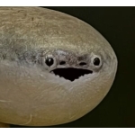 ウミガメ
