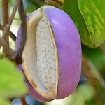 横山 　割れ目･裂け目