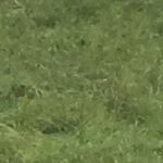 A114