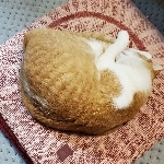 サリュード