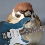 CITY BIRDS=鈴めう