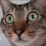 お菊は気まぐれポニーちゃん