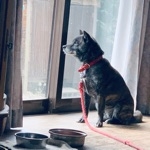 まこじえんまど