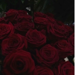 ﾍｲﾎｰちゃん