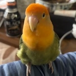 こっこ
