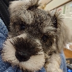 ふわふわホイップ