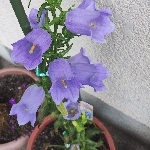 みあき
