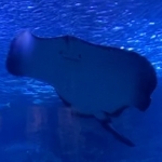 ’〰️’ (エイ)