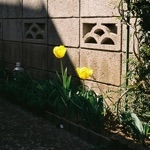 風がびゅうびゅう吹いている