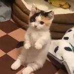 ろくがつ