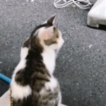 かいとー
