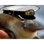 カモノハシ提督