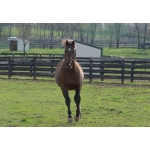 アルバートザグレート