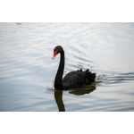 じゅるじゅるしもほうじょう