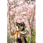 userPhoto