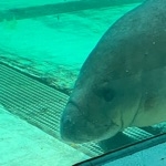 ハートアンダーブレード