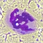 Lifeact 【生物学】