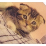 じゅんだった（仮）